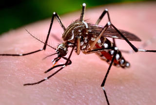 Bước tiến mới trong cuộc chiến với virus Zika