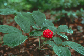 Bàn cách phát triển cây sâm Ngọc Linh