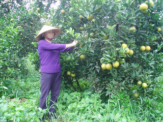 Mùa vàng cam Cao Phong