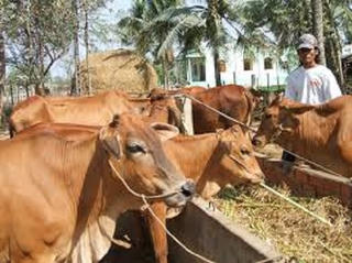 Trà Vinh:  Hộ nghèo trong đồng bào Khmer giảm
