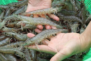 Cơ hội với người nuôi tôm