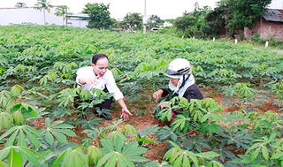 Kon Tum: Vực dậy đời sống nhờ giống sắn mới