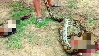 Quảng Nam: Bắt con trăn nặng hơn 20 kg ăn gia súc của hộ dân