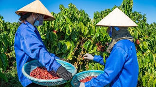Hàng nông sản từ cây công nghiệp phục hồi khả quan