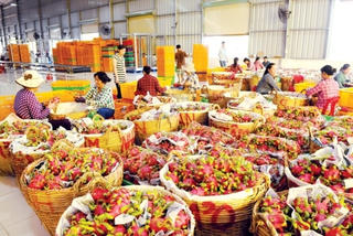 Yên Bái: Thị trường xuất khẩu chuyển biến tích cực
