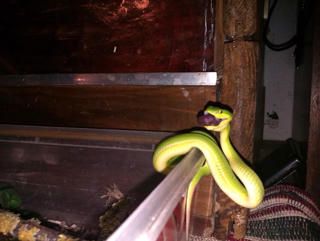 Cách phòng, tránh rắn lục  đuôi đỏ