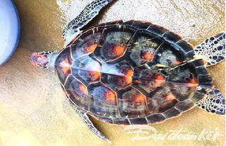 Giải cứu kịp thời cá thể rùa trong sách đỏ