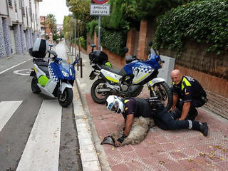 Cảnh sát lái xe máy, ô tô truy đuổi đà điểu