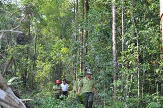 Kon Tum: Phát triển lâm nghiệp bền vững