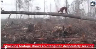 [VIDEO] Đười ươi đối đầu với máy xúc để ngăn đốn cây