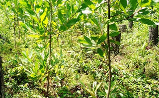 60,7 ha đất của Công ty Nông Lâm Nghiệp giao lại cho địa phương