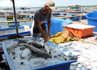 Cá lại chết trắng bè ở Long Sơn