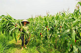 Vực dậy cây ngô