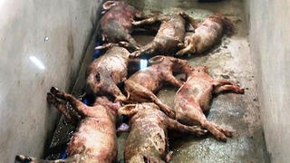 Truy tìm kẻ xấu đột nhập trang trại, đâm chết 12 con lợn trong đêm