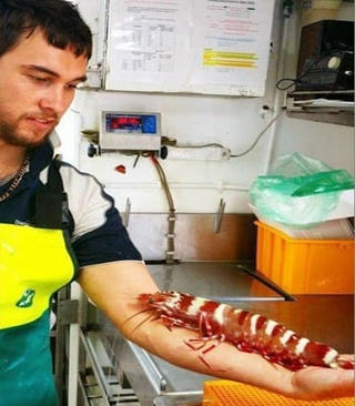 Tôm sú khổng lồ sa lưới ngư dân