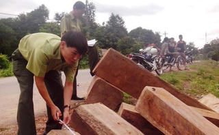 Thừa Thiên - Huế: Liên tiếp bắt giữ 2 vụ vận chuyển gỗ lậu