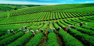 Ba Vì - Hà Nội: Dần thay thế chè già cỗi bằng các giống mới