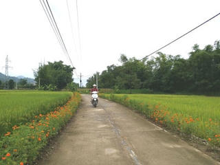 Những con đường nở hoa ở Tân Tiến