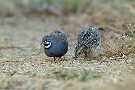 Chim cút - món ăn chữa suy dinh dưỡng, phong thấp