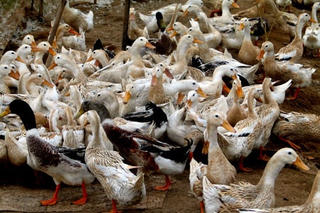 Nghệ An dập tắt 3 ổ dịch H5N1