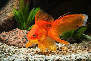 Cá vàng tự chuốc say cơ thể để sống sót qua mùa đông