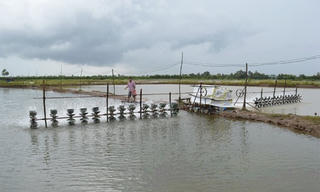 Nỗi buồn người nuôi tôm