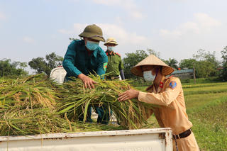 Gặt lúa giúp bà con trong thời gian cách ly y tế