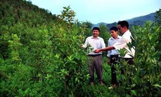 Xóa nghèo bằng cây dược liệu