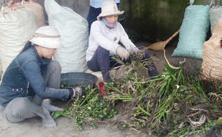 Thương lái đổ xô đi mua cau non