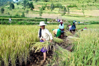 Chương trình hỗ trợ lúa giống đặc sản Khẩu Mang