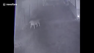 Bò đuổi sư tử bảo vệ làng