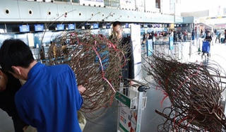 Bắt đầu nhận chuyển cành đào, mai bằng đường hàng không