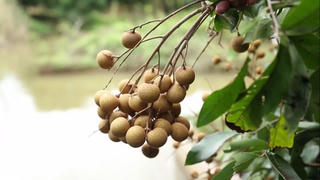 Giá nhãn tại vựa Sông Mã giảm mạnh