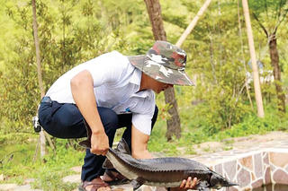 Nuôi cá tầm cho thu nhập cao