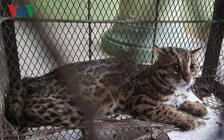 Cứu hộ cá thể mèo rừng bị người dân nuôi nhốt