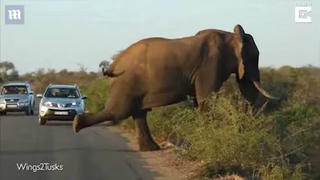 Voi khổng lồ tập yoga trên đường, gây ách tắc giao thông