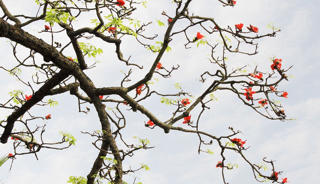 Triển lãm ảnh đẹp về hoa gạo