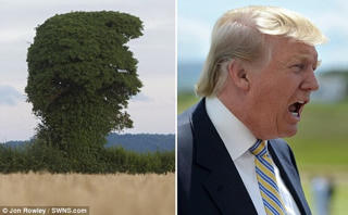 Cây có hình dạng giống hệt tỷ phú Trump đang gào hét