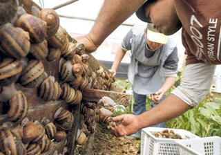 Cảnh giác với ký sinh trùng nguy hiểm khi ăn ốc sên