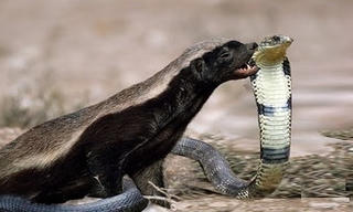 Loài vật nhỏ bé khiến trăn khổng lồ khiếp sợ