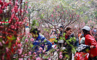 Nghỉ 9 ngày Tết Nguyên đán Kỷ Hợi