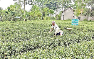 Hà Nội giảm nghèo bền vững vùng dân tộc thiểu số