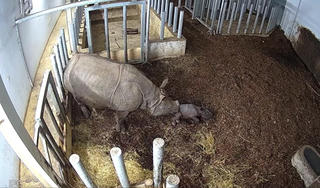 [VIDEO] Khoảnh khắc chú tê giác con được sinh ra tại vườn thú