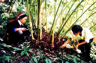 Hà Giang: Xóa nghèo bằng cây dược liệu