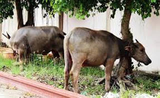 Trộm hại nhà nông