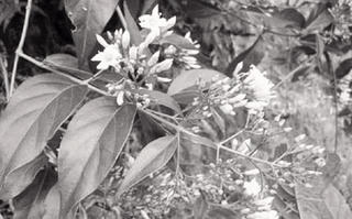 Quảng Nam: 2 anh em ruột mâu thuẫn hái lá ngón ăn tử vong