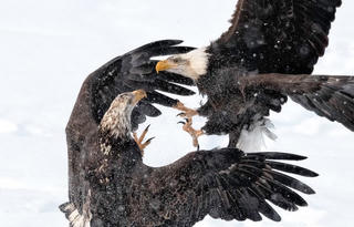 [ẢNH] Thiên nhiên hoang dã đẹp nhất tháng 12