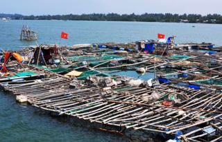 Thua lỗ, người nuôi tôm hùm phá dỡ lồng bè