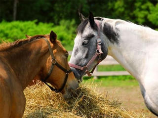 Phát hiện ngựa nhiễm một chủng virus Covid-19 tại Israel