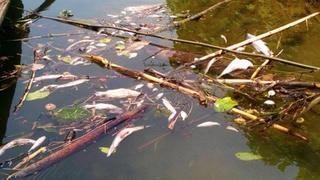 Cá chết trắng sông Bưởi: Nhận lỗi rồi nhưng đền bù ra sao?